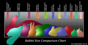 how big do netherland dwarf bunnies get