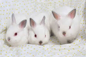 netherland dwarf rabbit breeders