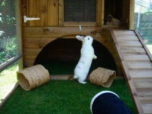 [300] Indoor Rabbit Cages2