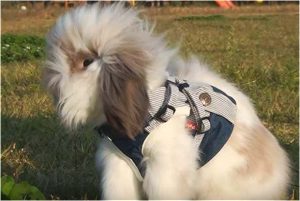 american fuzzy lop