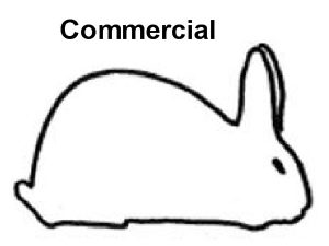 Commercial Rabbit Breeds