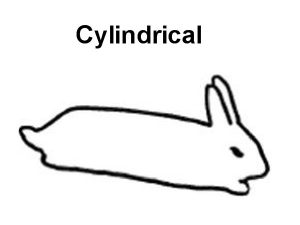 Cylindrical Rabbit Breeds