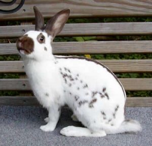 english-spot-rabbits