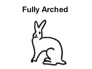 full-arch rabbit breeds