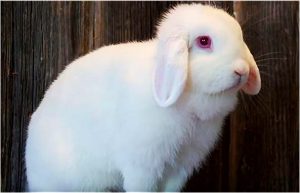 holland lop