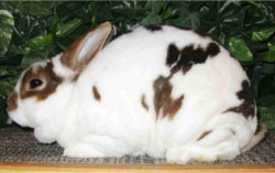 mini rex rabbit