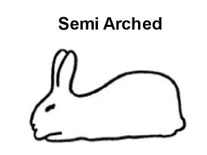 semi-arch rabbit breeds