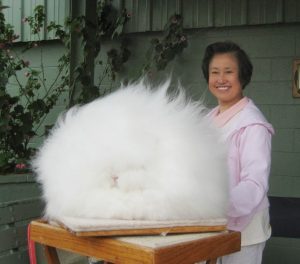 What are The Four Types of Rabbit Fur