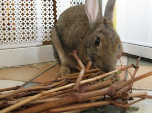 rabbit-eating-sticks