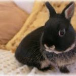 Netherland Dwarf Bunnies Behavior