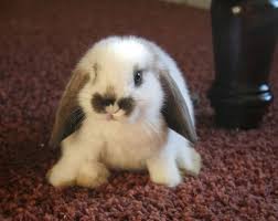 polish dwarf rabbit