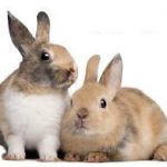 Netherland Dwarf Rabbit