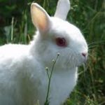 Netherland Dwarf Rabbit Behavior