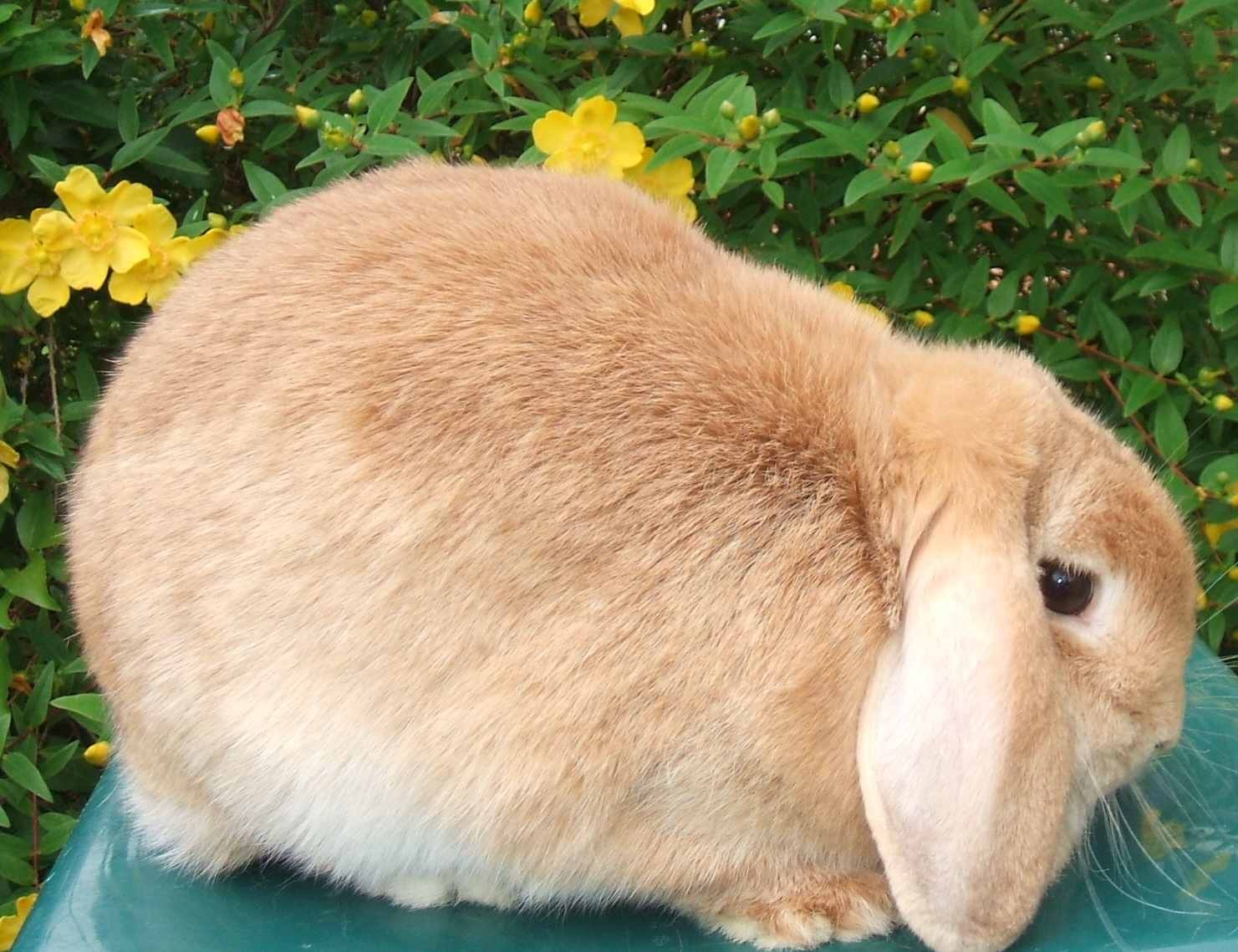 Dwarf Baby Bunnies Price & Dwarf Bunnies For Sale