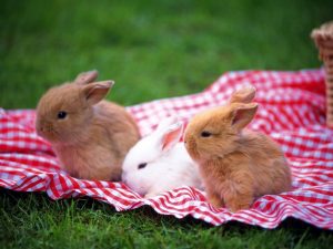 little rabbits for sale