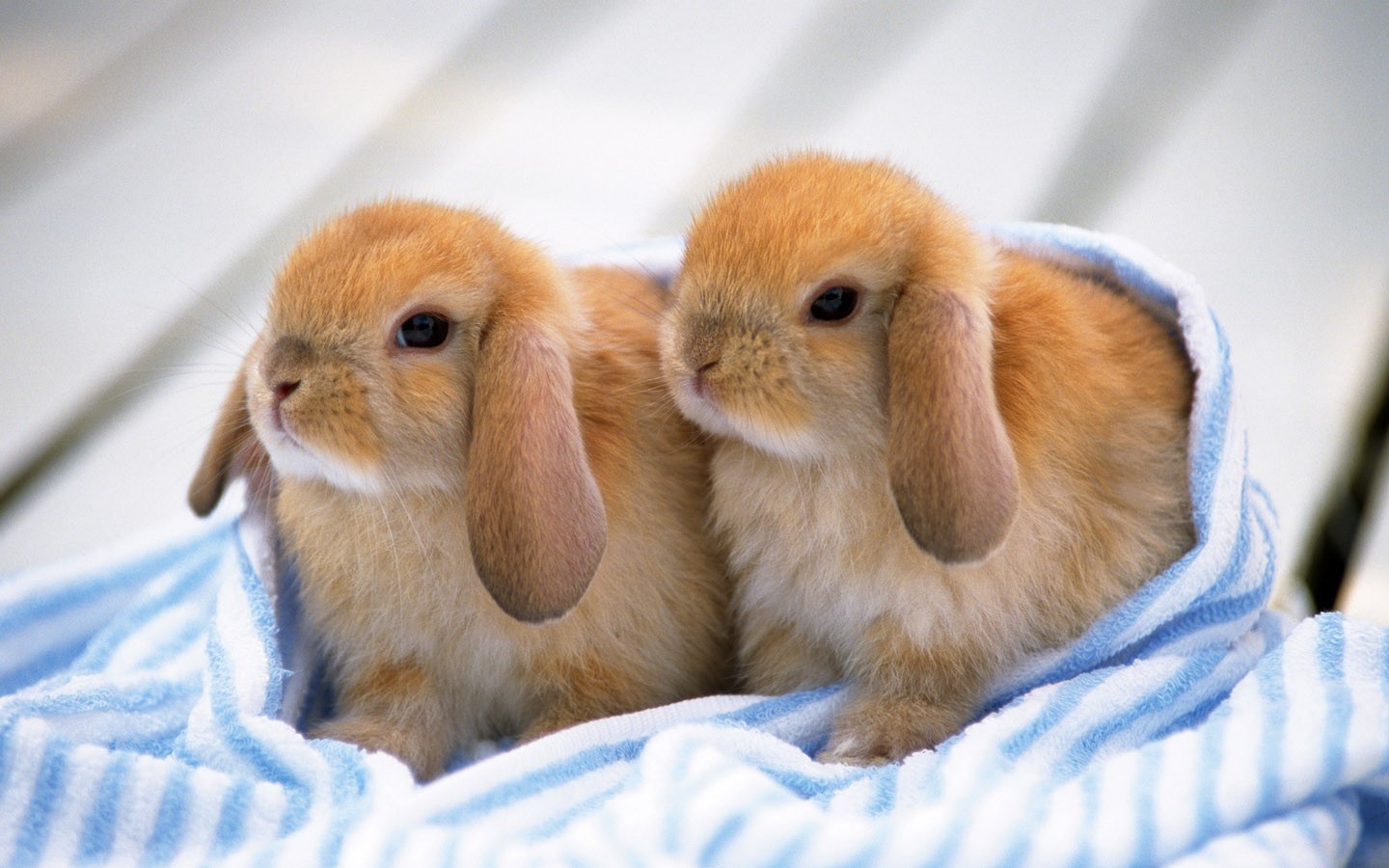 little rabbits for sale