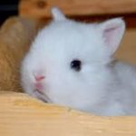 Netherland Dwarf Rabbit As A Pet