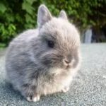 Netherland Dwarf Rabbit