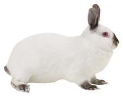 Californian Rabbits Facts Size Characteristics Health Etc