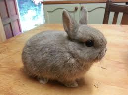 smallest rabbit breed