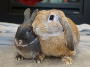 Rabbit caretaking