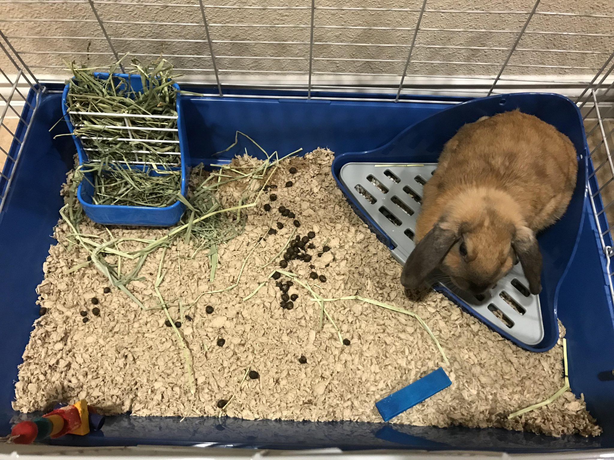 How To Take Care Of A Bunny? Netherland Dwarf Rabbit