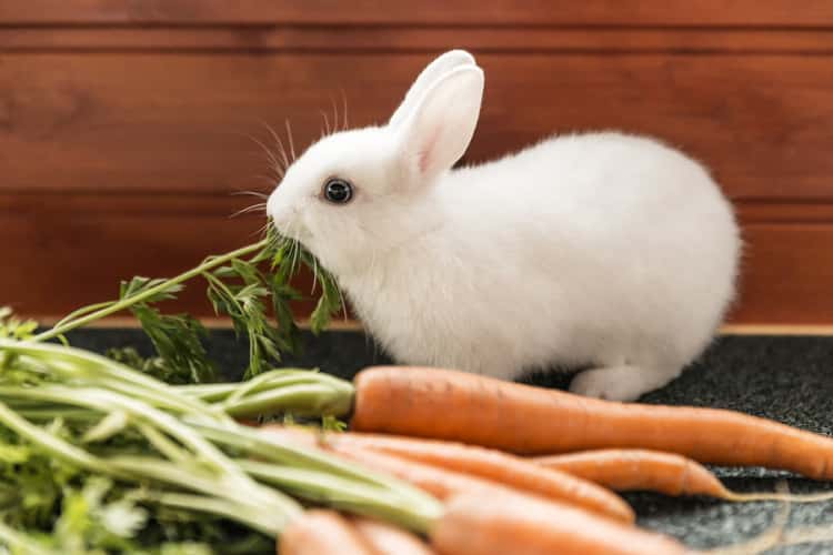 What Is The Best Food To Feed A Rabbit? Netherland Dwarf Rabbit