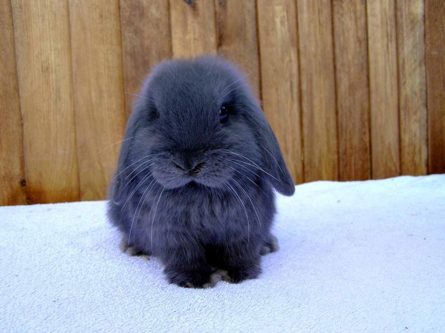 large cuddly rabbit