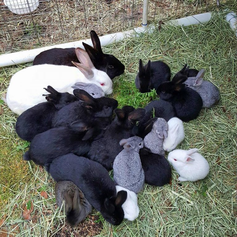 everything-you-need-to-know-about-rabbit-gestation-period-netherland-dwarf-rabbit