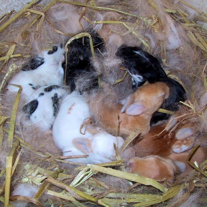 A Guide To Rabbit Gestation - Netherland Dwarf Rabbit