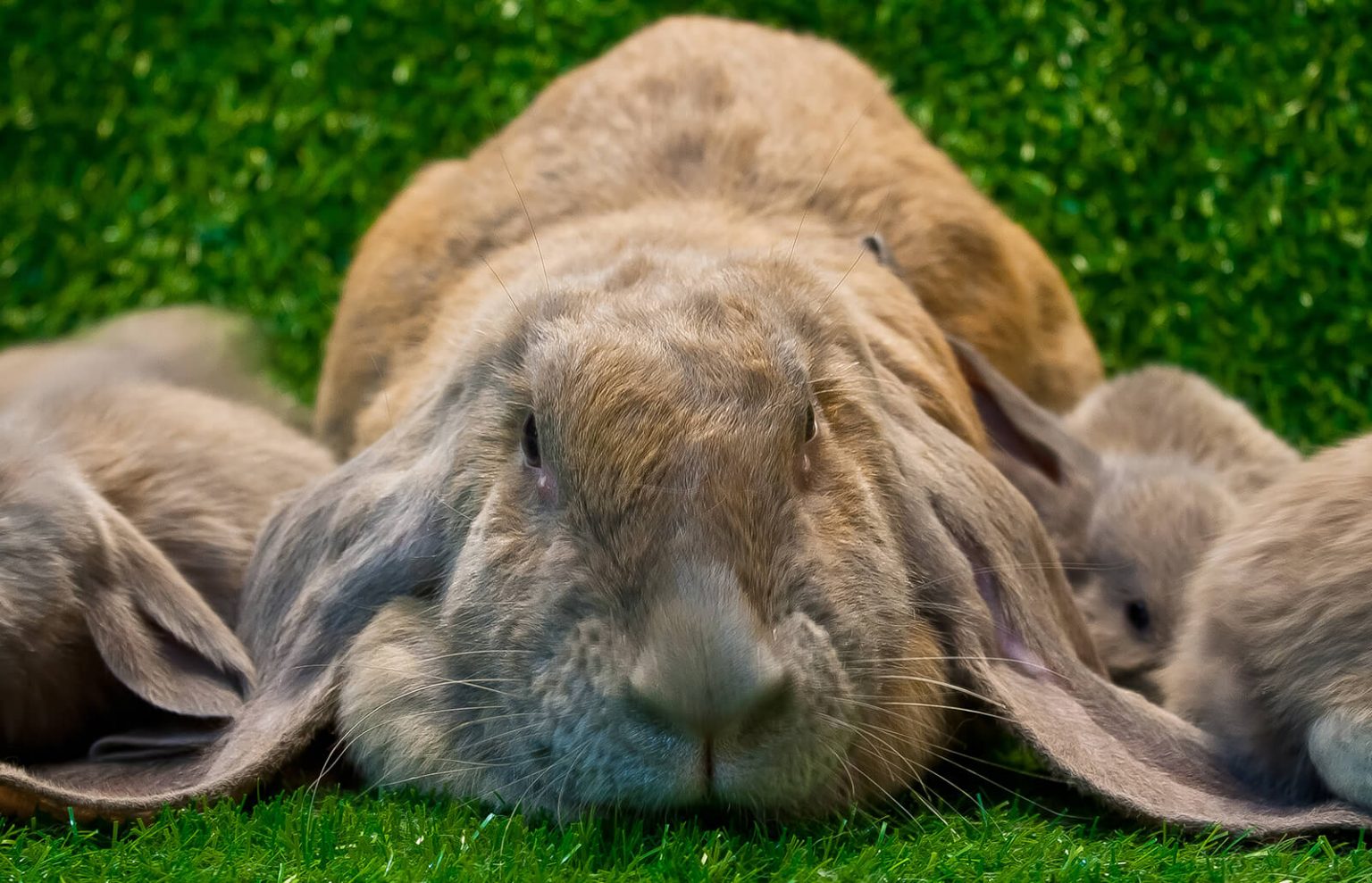 everything-you-need-to-know-about-rabbit-gestation-period-netherland-dwarf-rabbit