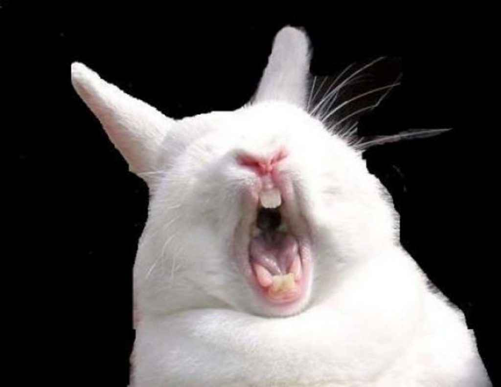 Everything You Need To Know About Rabbit Teeth - Netherland Dwarf Rabbit