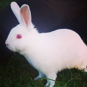 Everything You Need To Know About Albino Rabbit Netherland Dwarf Rabbit