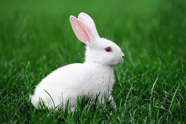 Everything You Need To Know About Albino Rabbit - Netherland Dwarf Rabbit